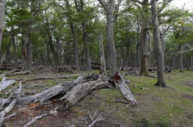  Düşen ağaçlar Lago Blanco shore.