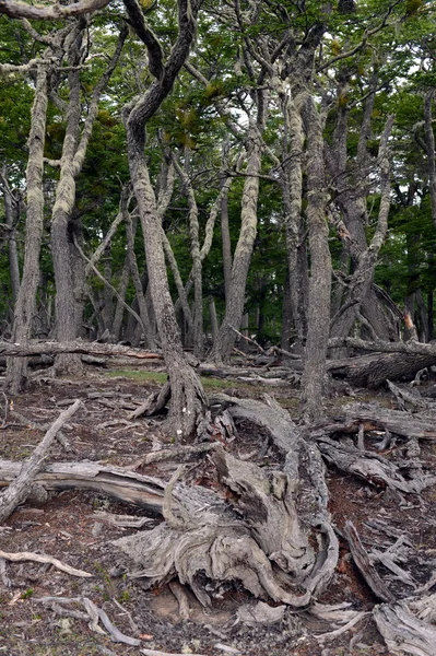 Fallen trees on the shore of Lago Blanco. — Stock Photo, Image