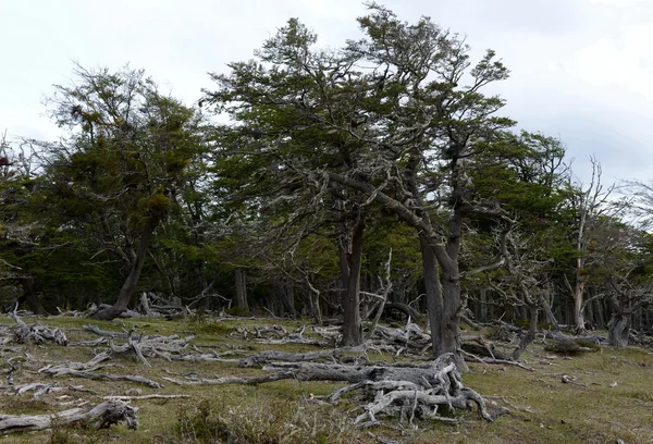 Árvores caídas na costa do Lago Blanco . — Fotografia de Stock