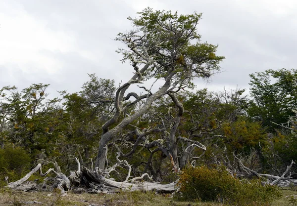 Árvores caídas na costa do Lago Blanco . — Fotografia de Stock