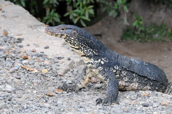 Monitor lizard in the wild on the island of Sri Lanka — Stock Photo, Image