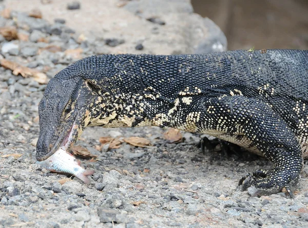 Monitor lizard in the wild on the island of Sri Lanka. — Stock Photo, Image