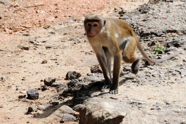 Monkey in Sri Lanka. — Stock Photo, Image