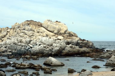  Güney deniz aslanları Vina del Mar rookery.