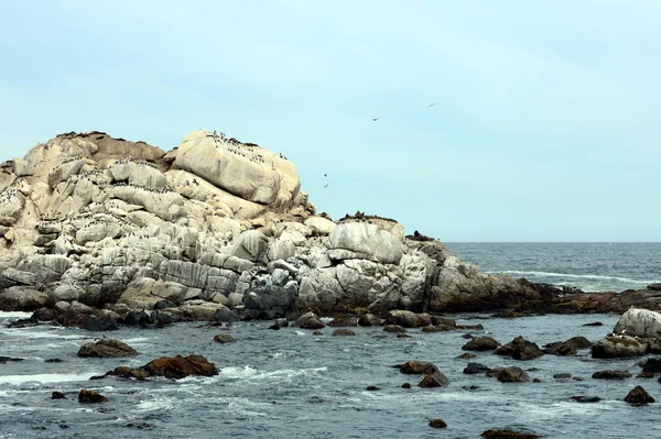Une roquerie d'otaries du sud à Vina del Mar . — Photo
