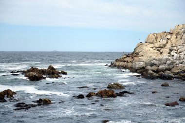  Güney deniz aslanları Vina del Mar rookery.