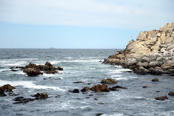 A rookery of southern sea lions in Vina del Mar. — Stock Photo, Image