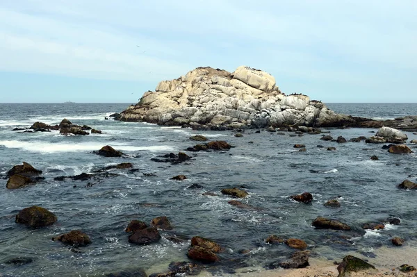  Güney deniz aslanları Vina del Mar rookery.