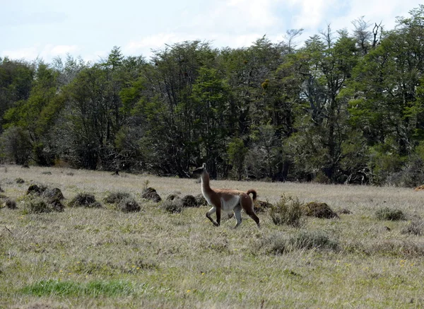 Guanaco em Tierra del Fuego — Fotografia de Stock