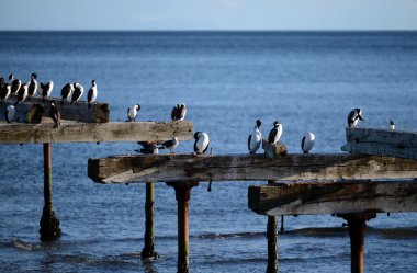 Macellan Boğazı'nın kıyısında karabatak
