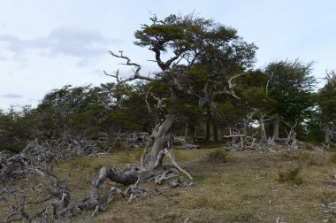 Düşen ağaçlar Lago Blanco shore.