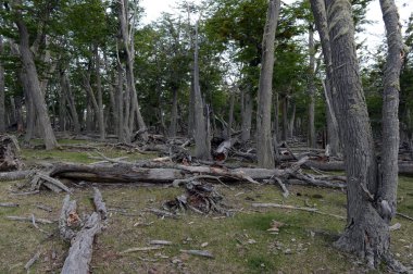 Düşen ağaçlar Lago Blanco shore.