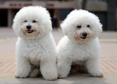 Bichon Frise Waterfront Vina del Mar.