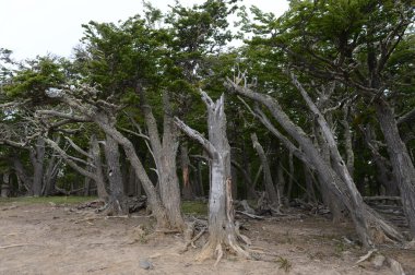Düşen ağaçlar Lago Blanco shore.
