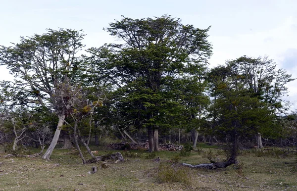 Fallen trees on the shore of Lago Blanco. — Stock Photo, Image