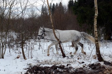  Moskova yakınlarındaki bir ormanda beyaz at.