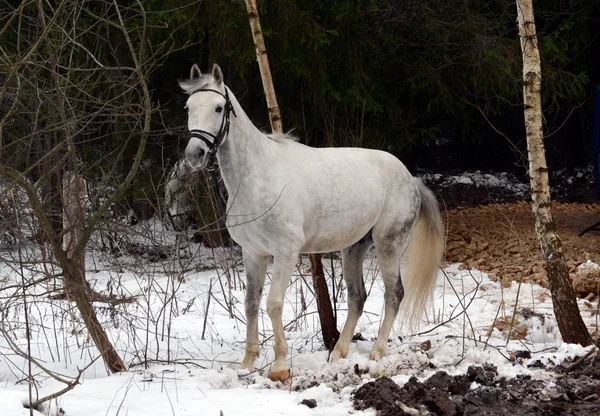 White horse egy erdő Moszkva közelében. — Stock Fotó