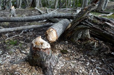 Kunduzlar tarafından zarar görmüş ağaç gövdeleri.