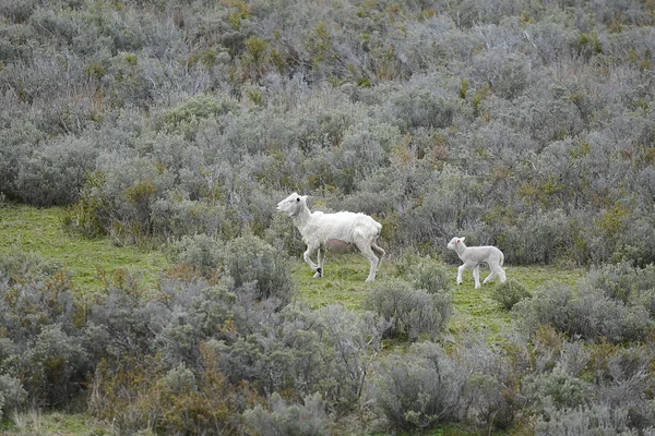 Овцы в Огненной Земле — стоковое фото