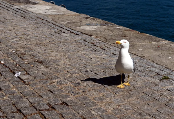 Sea gull in de haven van Barcelona. — Stockfoto