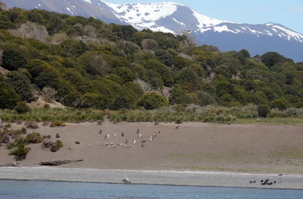 Pingouins de Magellan dans le chenal Beagle . — Photo