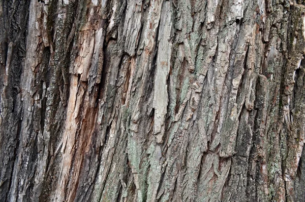 The structure of the tree bark