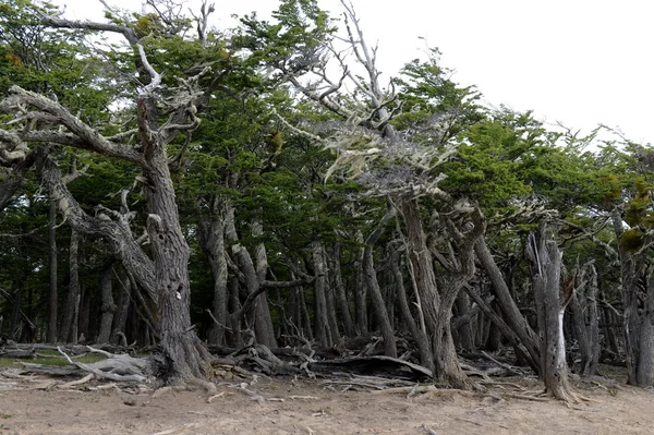 Lago Blanco kıyı ağaçlar.