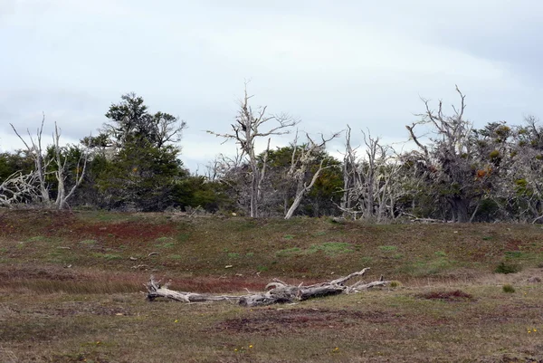 Gli alberi sulle sponde del Lago Blanco . — Foto Stock