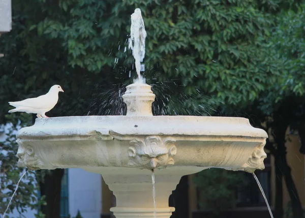 Seville Spagna Luglio 2011 Piccione Alla Fontana Siviglia Spagna — Foto Stock