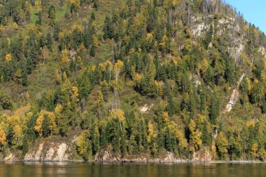 ALTAI REPUBLIC, RUSSIA - SEPTEMBER 27, 2020:Forest on the mountainside of the shore of Lake Teletskoye. Altai Republic. Russia