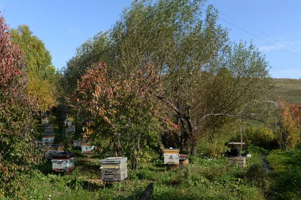 Altai Region Russia September 2020 Bee Hives House Mountain Village — Stock Photo, Image