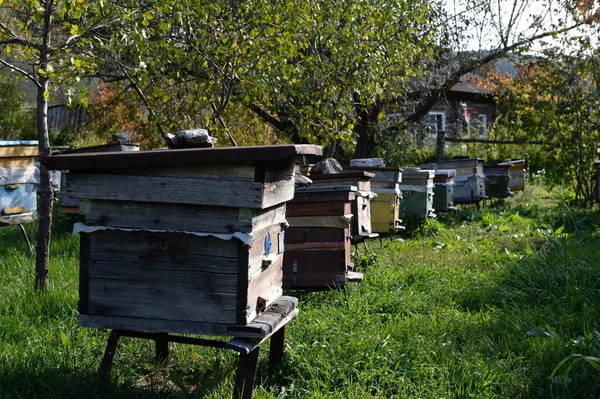 ALTAI REGION, RUSSIA - SEPTEMBER 16, 2020: Bee hives at a house in the mountain village of Generalka in the Altai Territory in Western Siberia. Russia