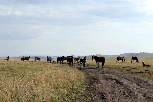 Altai Region Russia Wrzesień 2020 Konie Podnóża Pasma Gór Ałtajskich — Zdjęcie stockowe