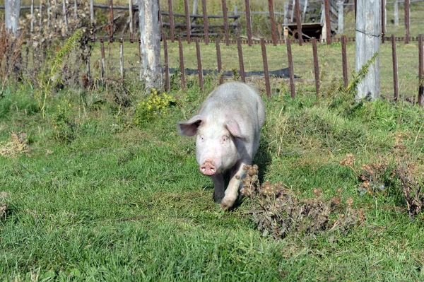 アルタイ地方 ロシア 2020年9月16日 アルタイ地方のタイガ村Generalka付近の豚 — ストック写真