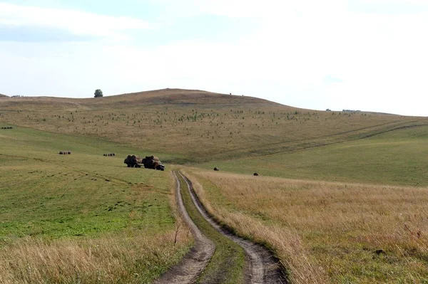 Altai Region Russia September 2020 Rural Landscape Harvested Hay Rolls — Stock Photo, Image