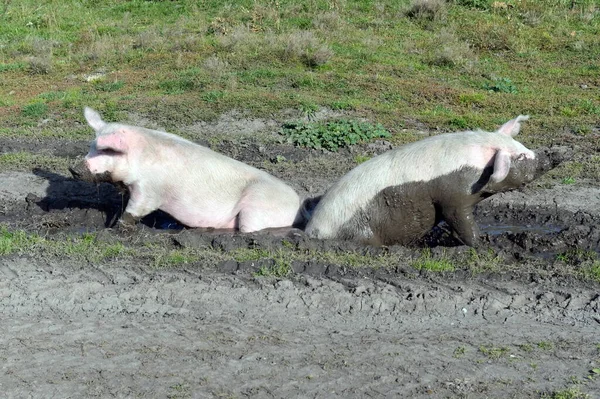 Altai Region Russland September 2020 Schweine Der Nähe Des Taiga — Stockfoto