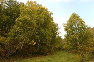 ALTAI REJYONU, RUSYA - 16 Eylül 2020: Batı Sibirya. Altai Bölgesi 'nin Charyshsky bölgesindeki Foothill manzarası