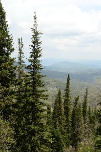 Altai Region Russia May 2021 Forest Landscape Mountain Malaya Sinyukha — Stock fotografie