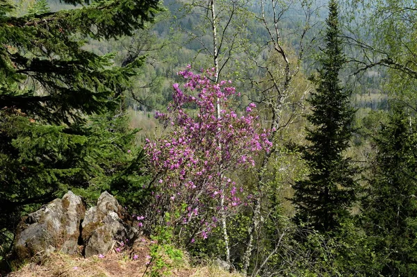 Manzherok Altai Republik Russland Mai 2021 Blühender Maralnik Auf Dem — Stockfoto