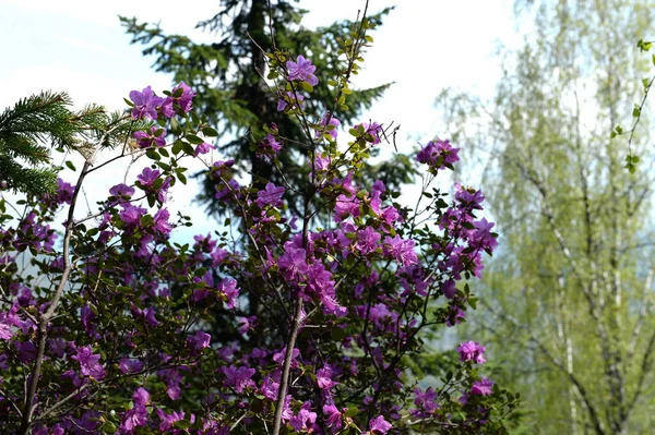 Цветы в горах Алтая