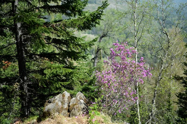 Manzherok Altai Republik Russland Mai 2021 Blühender Maralnik Auf Dem — Stockfoto