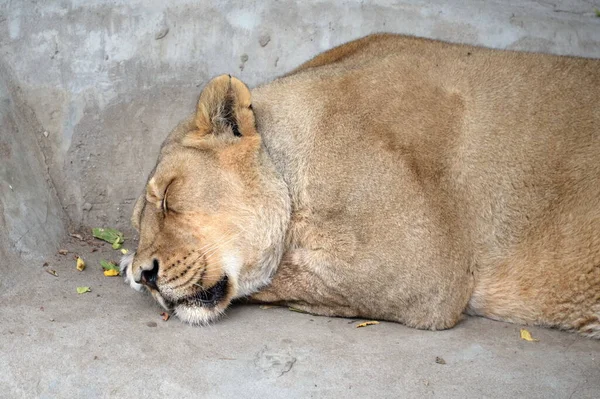 Moscow Russia August 2021 Sleeping Lioness Moscow Zoo — Stock Photo, Image