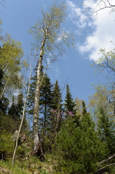 Manzherok Altai Republik Russland Mai 2021 Waldlandschaft Auf Dem Berg — Stockfoto