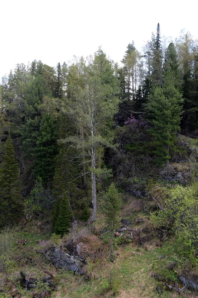 Manzherok República Altai Rússia Maio 2021 Paisagem Florestal Montanha Malaya — Fotografia de Stock