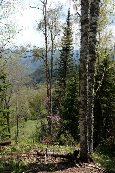 Manzherok République Altai Russie Mai 2021 Paysage Forestier Sur Montagne — Photo