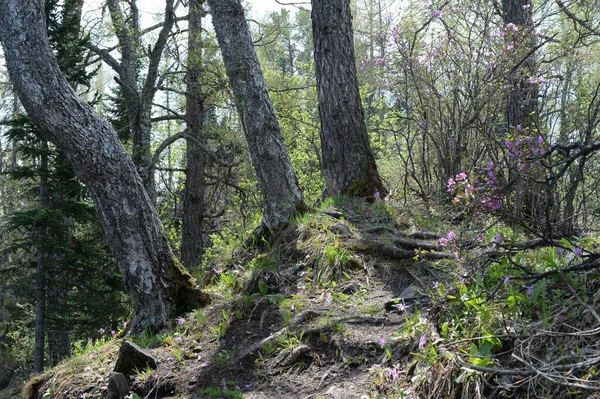 Altajská Republika Rusko Května 2021 Lesní Krajina Hoře Malaja Sinjácha — Stock fotografie