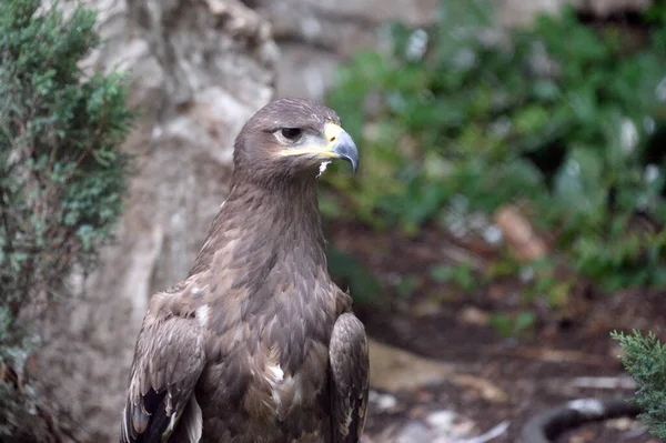 Moscow Rusya Ağustos 2021 Moskova Hayvanat Bahçesindeki Steppe Eagle — Stok fotoğraf