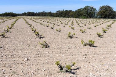 torrevieja kasabası yakınlarında bağ.