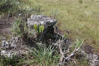 serrania-de-la-lindos. Kolombiya