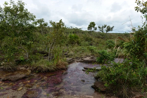 Mountain river Canio Cristales — Stock Photo, Image